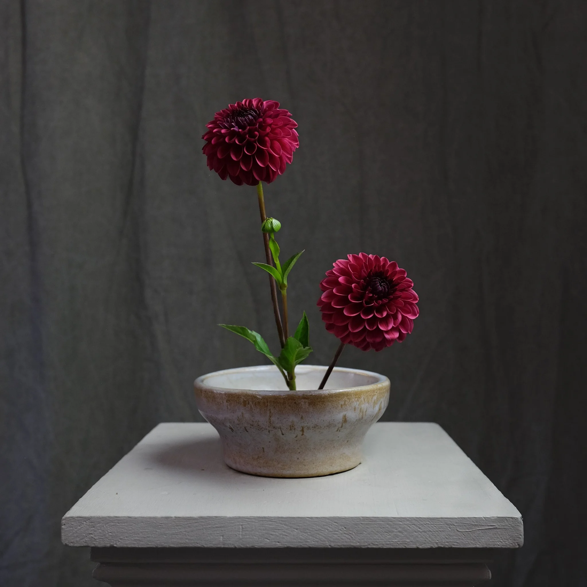 フラワー・ガーデニング chamama Dream Weaver Camellia - 3 gallon container – Lots of Plants